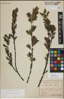Foto von Salix myrsinifolia Salisb.